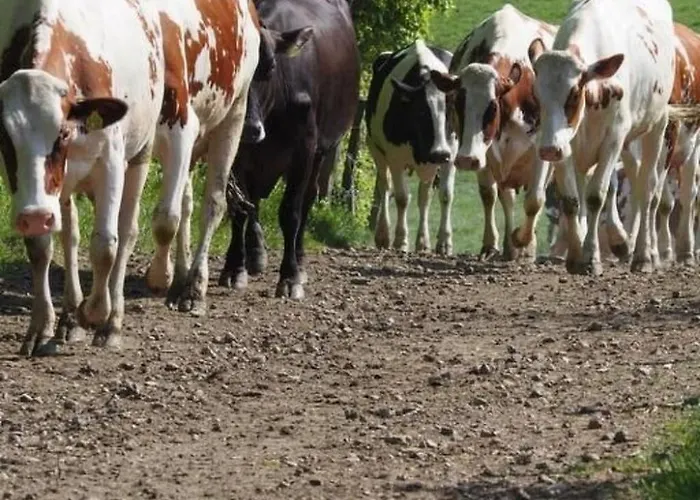 Exklusives Mit Terrasse Und Garten By Interhome Сasa de vacaciones Simmerath